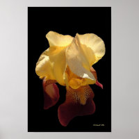 Iris translucide