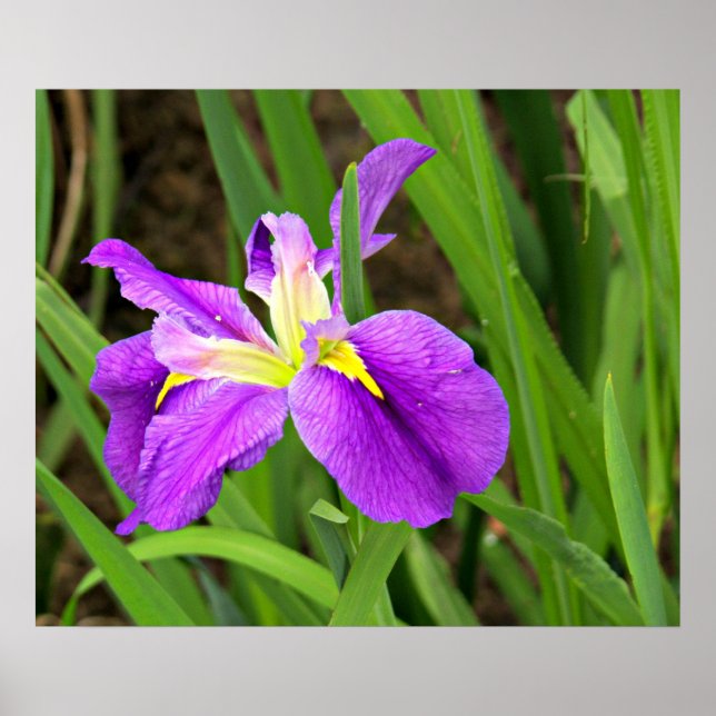 Poster Iris violet (Devant)