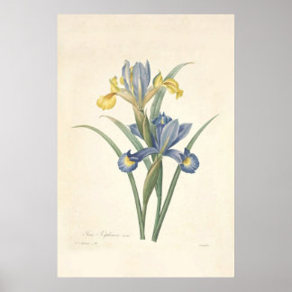 Poster Iris Xiphium