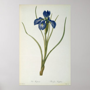 Poster Iris Xyphioides, de "Les Liliacees", 1808