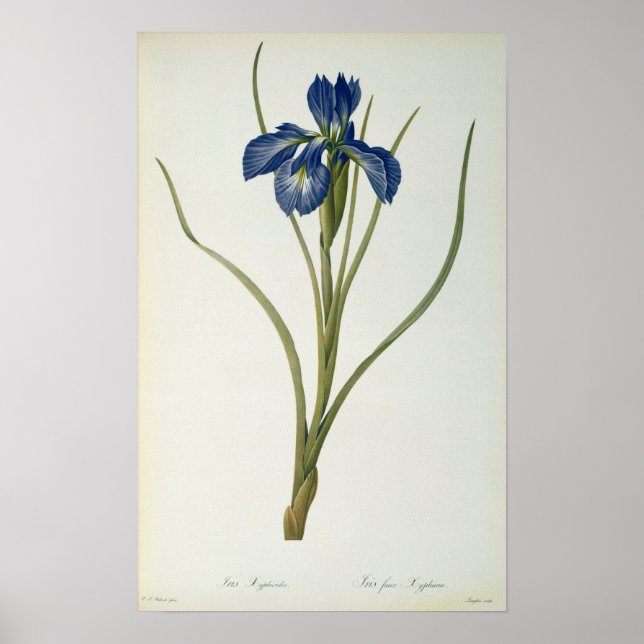 Poster Iris Xyphioides, de "Les Liliacées", 1808 (Devant)