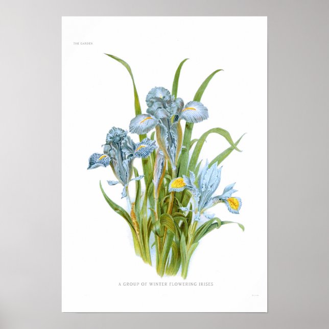 Poster Irises d'hiver (Devant)