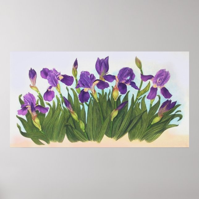 Poster Irises sauvages (Devant)