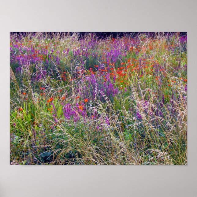Poster irlandais Summer Meadow (Devant)