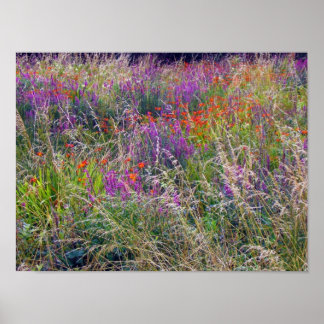 Poster irlandais Summer Meadow