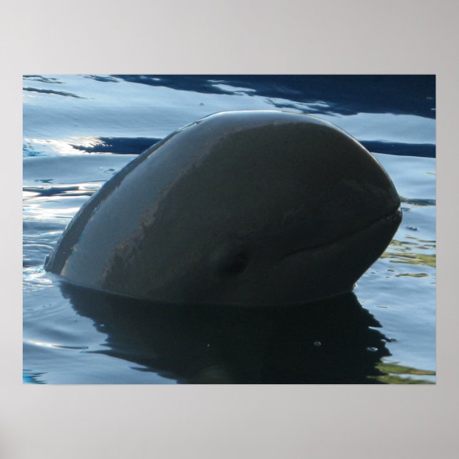 Poster Irrawaddy Dolphin Peek-A-Boo (Devant)