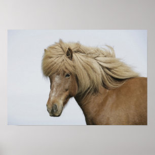 Poster Islande. Portrait d'un cheval islandais.