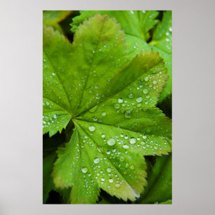 Poster Islande. Région du Sud. Gullfoss