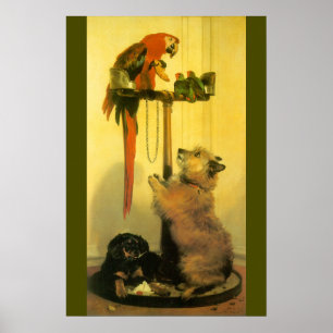 Poster Islay, Tilco, un Macaw et des Inséparables de Land