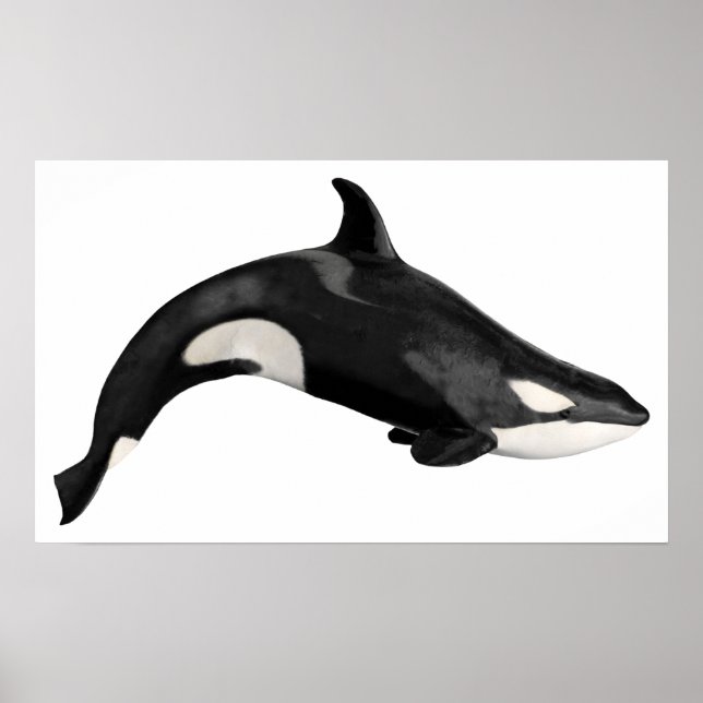 Poster Isolated killer whale (Devant)