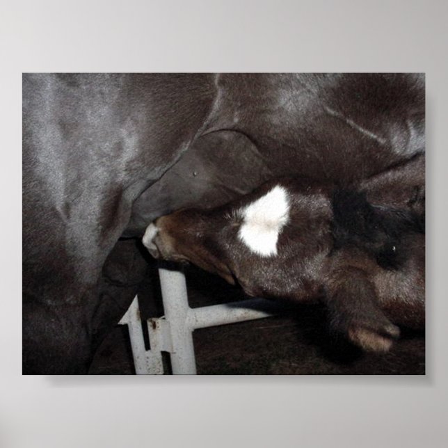 Poster Jack Boit du lait (Devant)