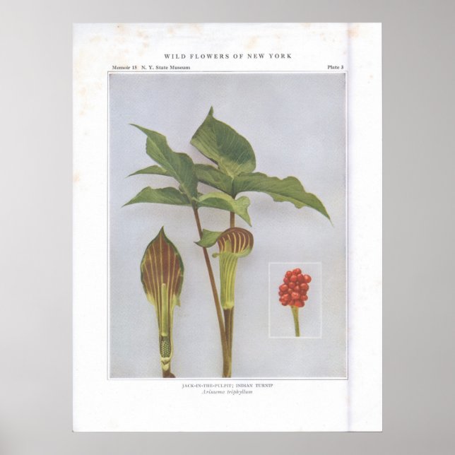 Poster Jack-in-the-Pulpit; Turnip indien (Devant)