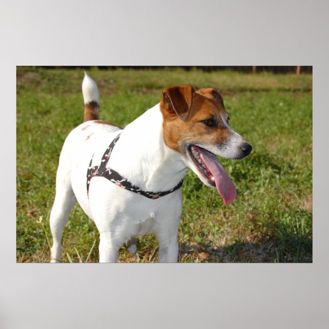 Poster Jack Russell Terrier (Devant)