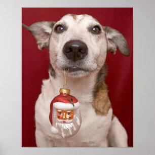 Poster Jack Russell Terrier Holding Ornament de Noël