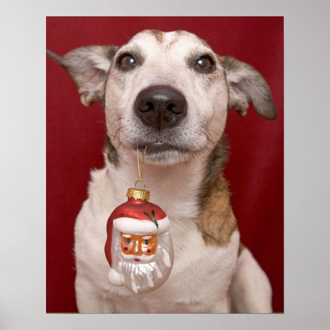 Poster Jack Russell Terrier Holding Ornament de Noël (Devant)