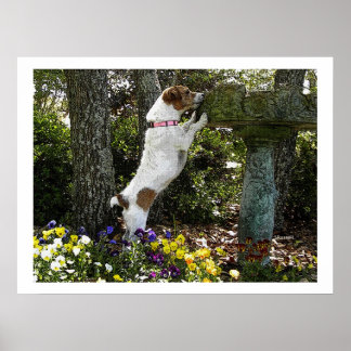 POSTER JACK RUSSELL TERRIOR