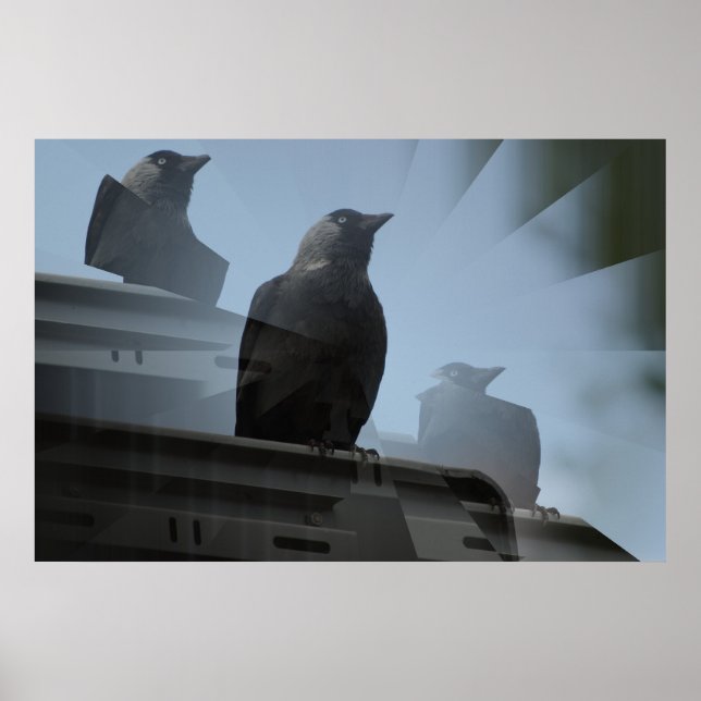 Poster Jackdaw (Devant)