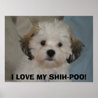 POSTER J'ADORE MON CHIH-POO !