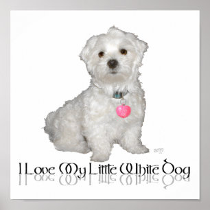 Poster J'adore mon petit chien blanc - Maltese !