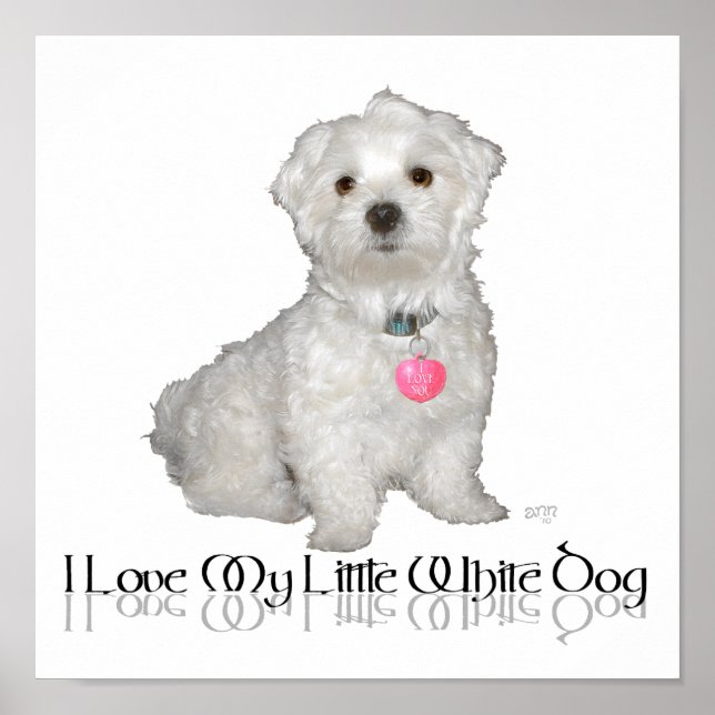 Poster J'adore mon petit chien blanc - Maltese ! (Devant)