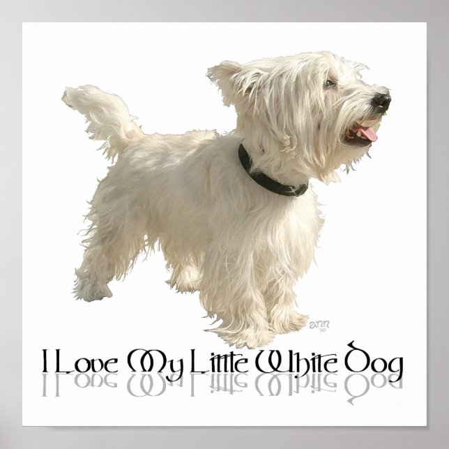 Poster J'adore mon petit chien blanc - Westie (Devant)