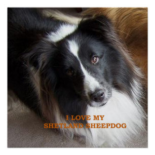 Poster J'adore mon Shetland Sheepdog