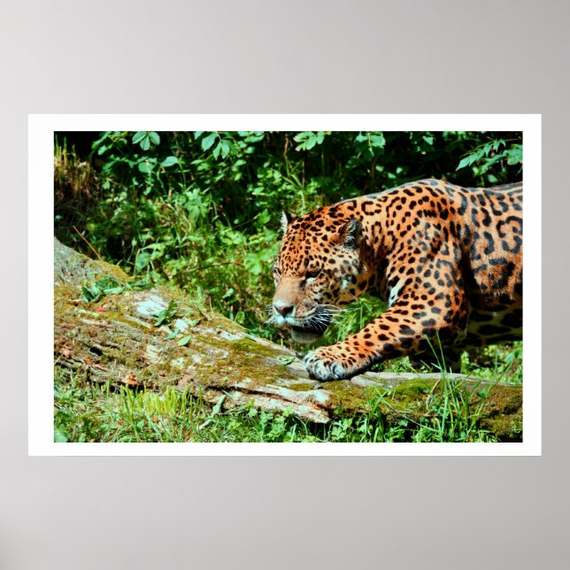 Poster Jaguar (Devant)