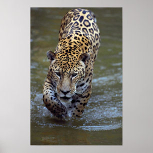Poster Jaguar (Panthera onca) dans la rivière boueuse