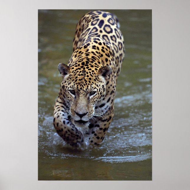 Poster Jaguar (Panthera onca) dans la rivière boueuse (Devant)