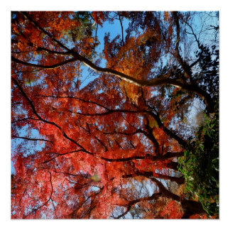 Poster Japanese Maple