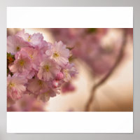 Poster japanische Kirschblüte