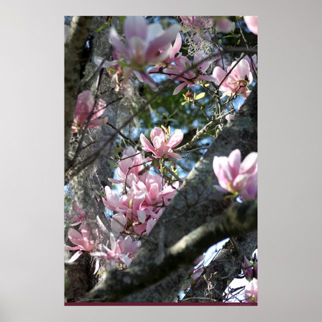 Poster japonais Magnolia -24x36 -autres tailles au (Devant)