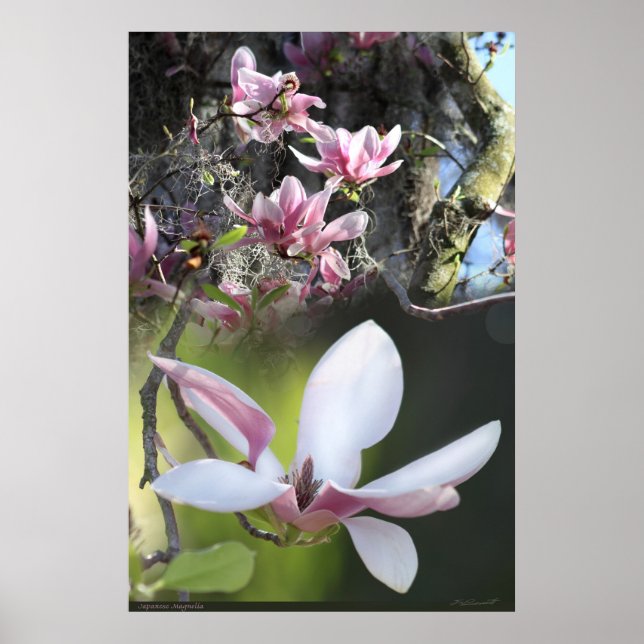 Poster japonais Magnolia 2 -40x60 -ou plus petit (Devant)
