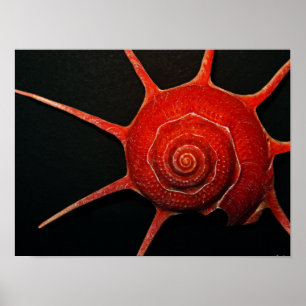 Poster japonais Star Shell