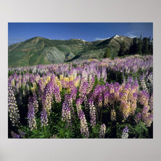 Poster JARBIDGE WILDERNESS, NEVADA. États-Unis Lupine d'é (Devant)
