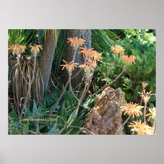 Poster Jardin Aloe Vera (Devant)