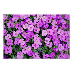 Poster Jardin aux fleurs violettes