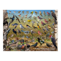 Poster jardin Birds of Saskatchewan