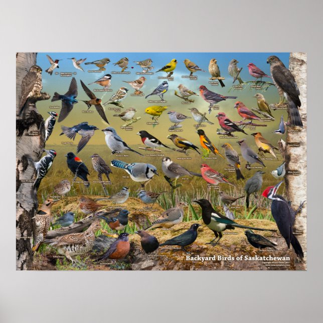Poster jardin Birds of Saskatchewan (Devant)