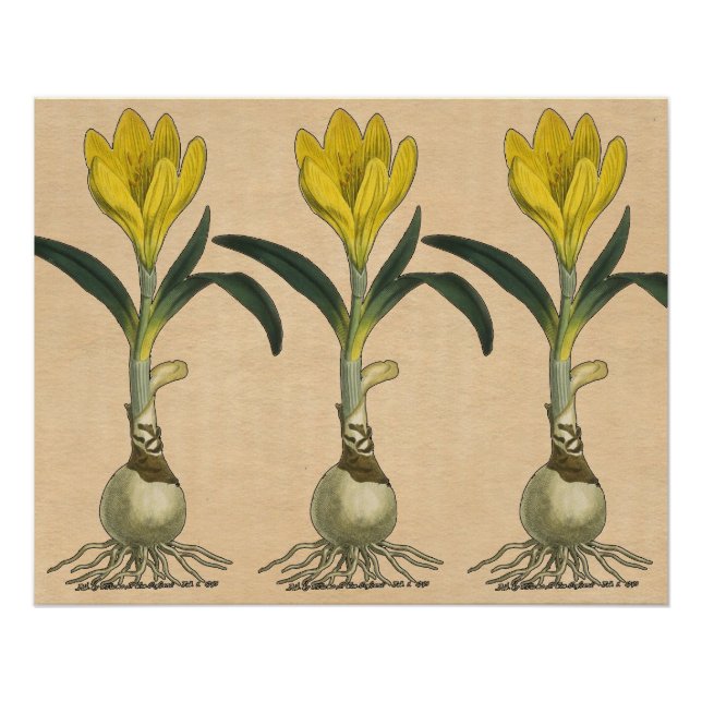 Poster Jardin botanique de tulipe Amaryllis Fleur (Devant)