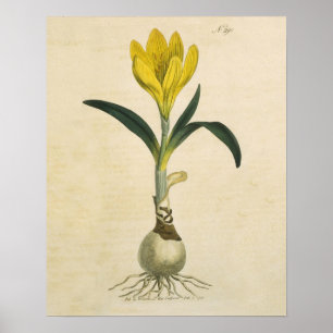 Poster Jardin botanique de tulipe Amaryllis Fleur