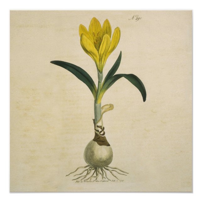 Poster Jardin botanique de tulipe Amaryllis Fleur (Devant)