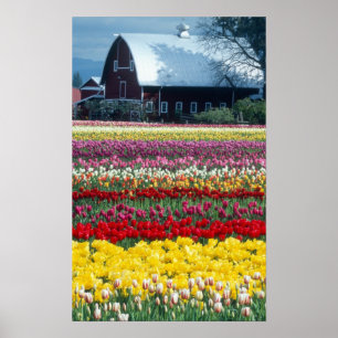 Poster Jardin d'affichage des tulipes, comté de Skagit,
