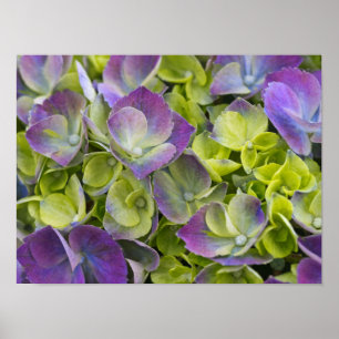 Poster Jardin de Keukenhof Hydrangea
