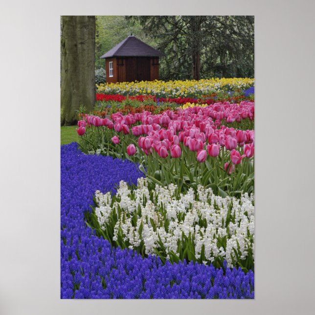 Poster Jardin de la jacinthe de raisin, de la jacinthe et (Devant)