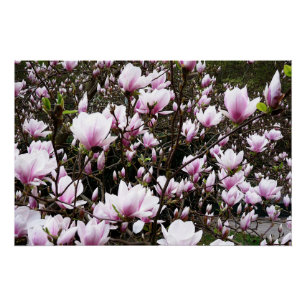 Poster Jardin de Magnolia
