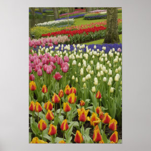 Poster Jardin de Tulip et d'Hyacinth, jardins de Keukenho