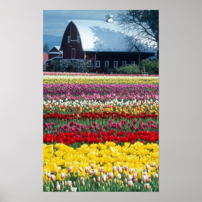 Poster jardin de tulipes, comté de Skagit, (Devant)