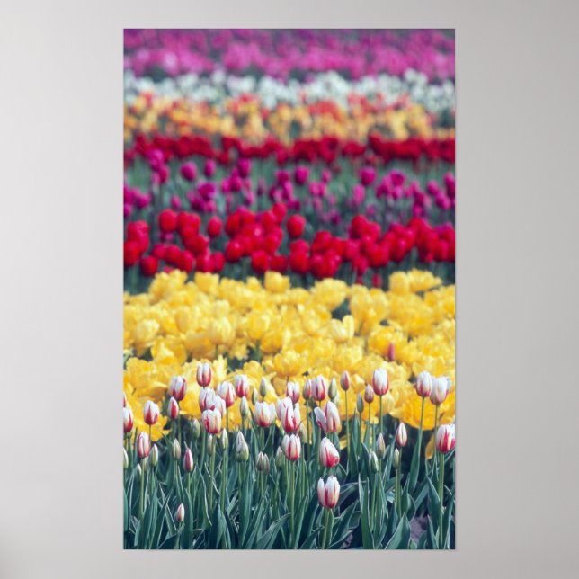 Poster Jardin de tulipes dans la vallée de Skagit, (Devant)