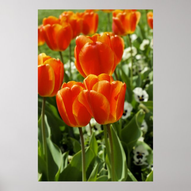Poster Jardin de tulipes printanières (Devant)